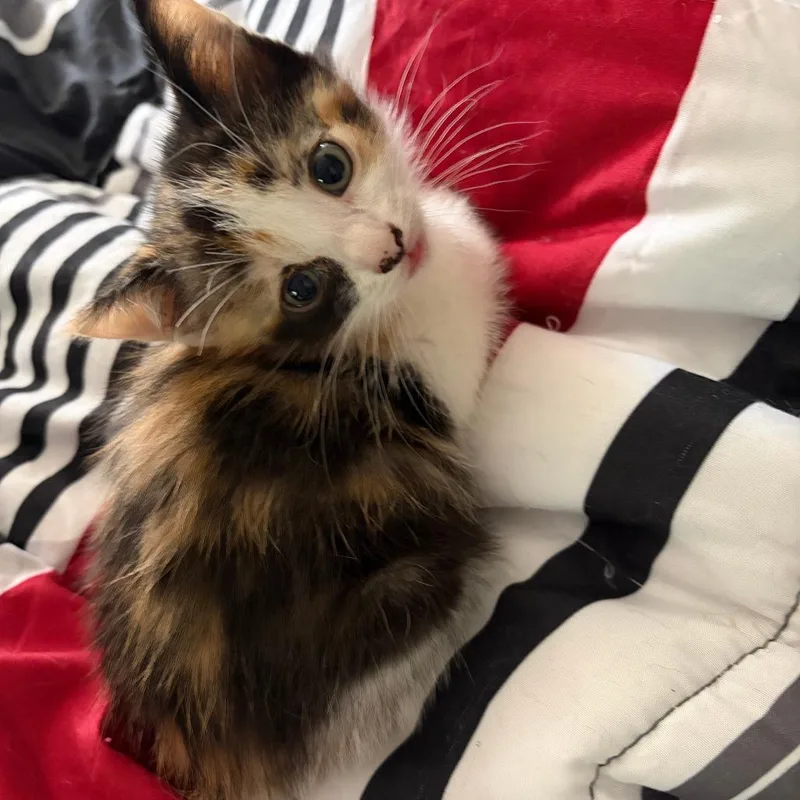A baby small-sized female Calico Domestic Short Hair cat named Pearl for adoption in Newark, NJ
