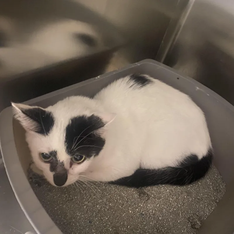 A young small-sized female White Domestic Short Hair cat named Taos for adoption in West Des Moines, IA