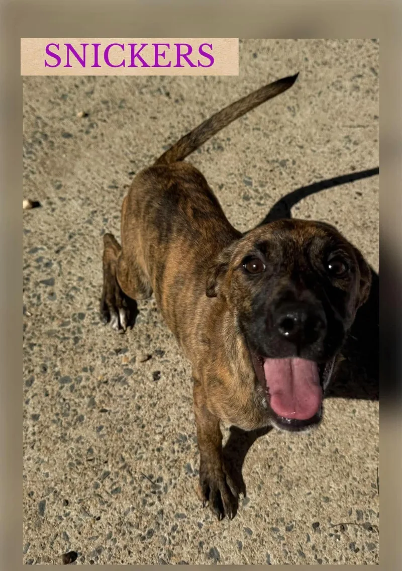 A baby medium-sized female Terrier dog named Snickers for adoption in Holbrook, NY