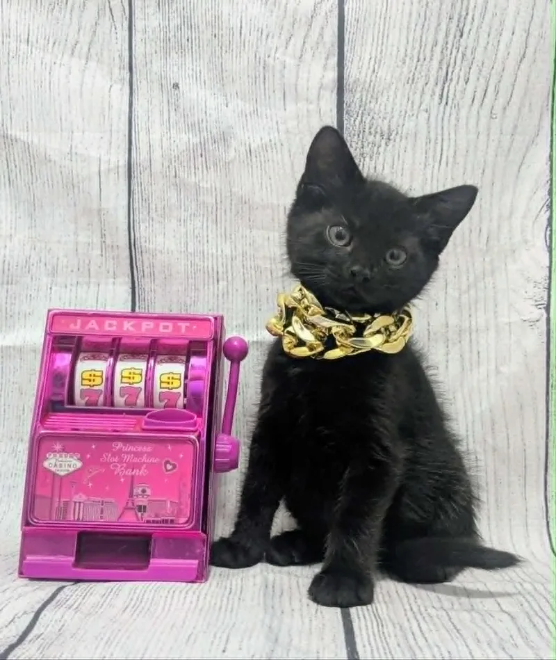 A baby medium-sized male Domestic Short Hair cat named Baby Dewey for adoption in Chesapeake Beach, MD