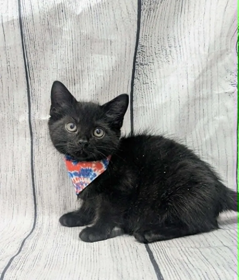 Baby Dewey thumbnail 3