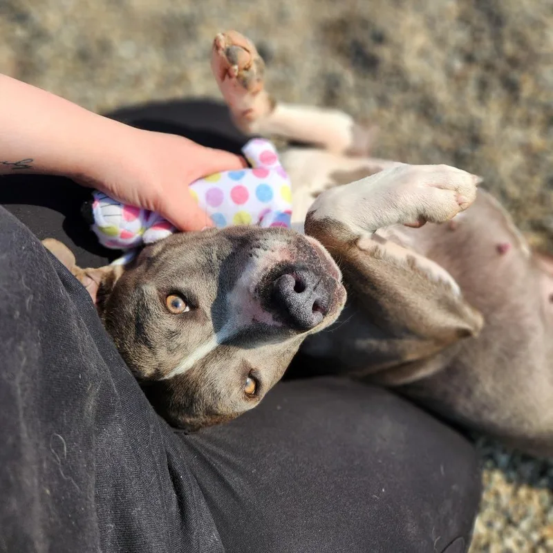 Samantha Stevens thumbnail 5