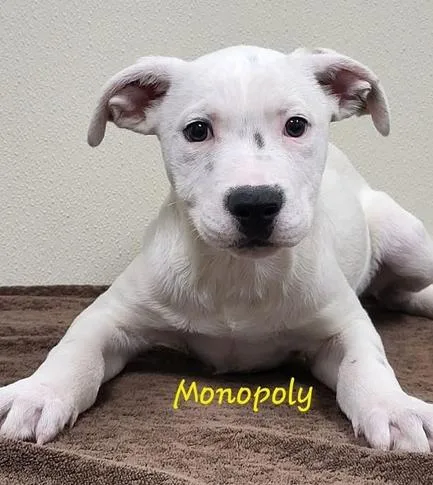 A baby medium-sized male White / Cream Mixed Breed dog named Monopoly for adoption in Groveland, MA
