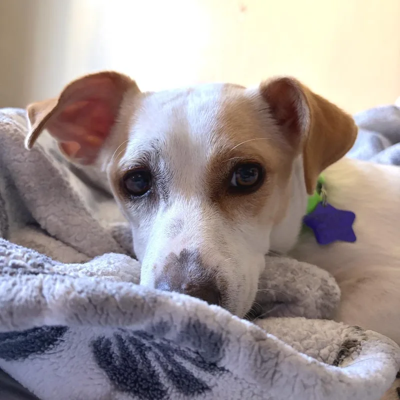 Coco thumbnail 3