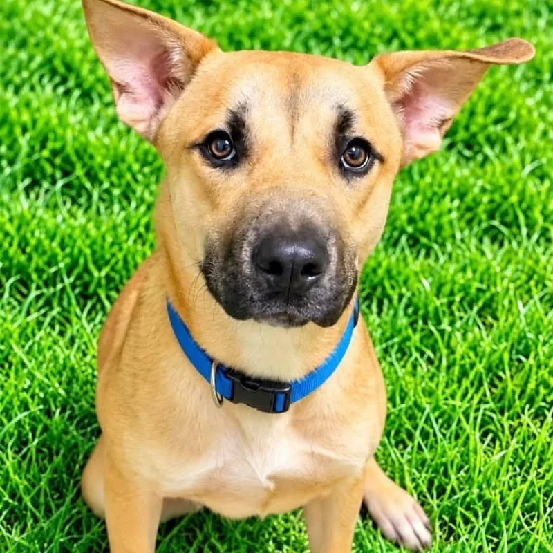 A young medium-sized male Apricot / Beige Shepherd dog named Fred for adoption in Battle Creek, MI