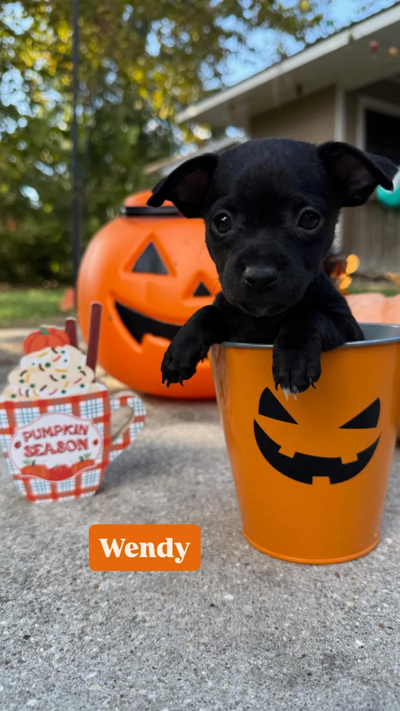A baby small-sized female Chiweenie dog named Wendy for adoption in Walker, LA