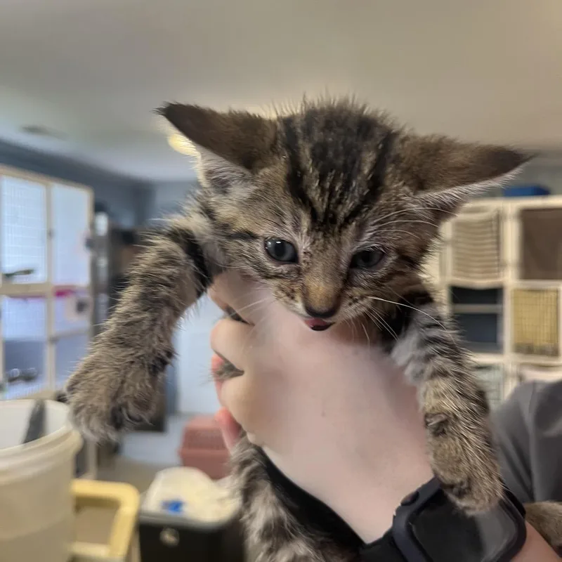A baby small-sized female Brown / Chocolate Domestic Short Hair cat named Sarabi for adoption in Ruckersville, VA