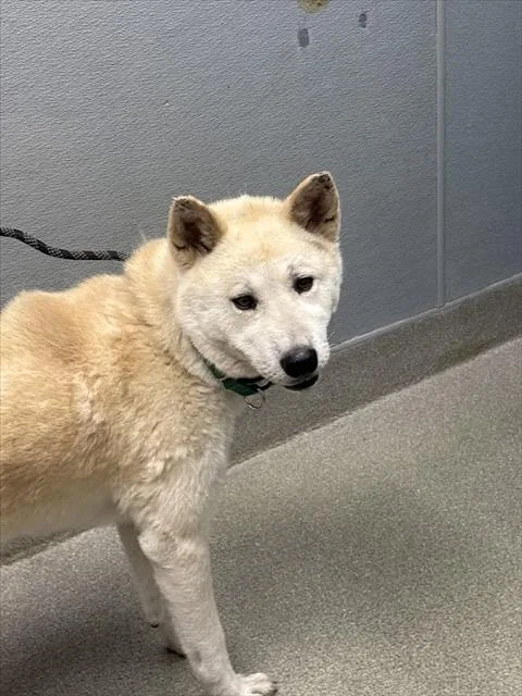 An adult large-sized female Siberian Husky dog named Lexi for adoption in Las Vegas, NV