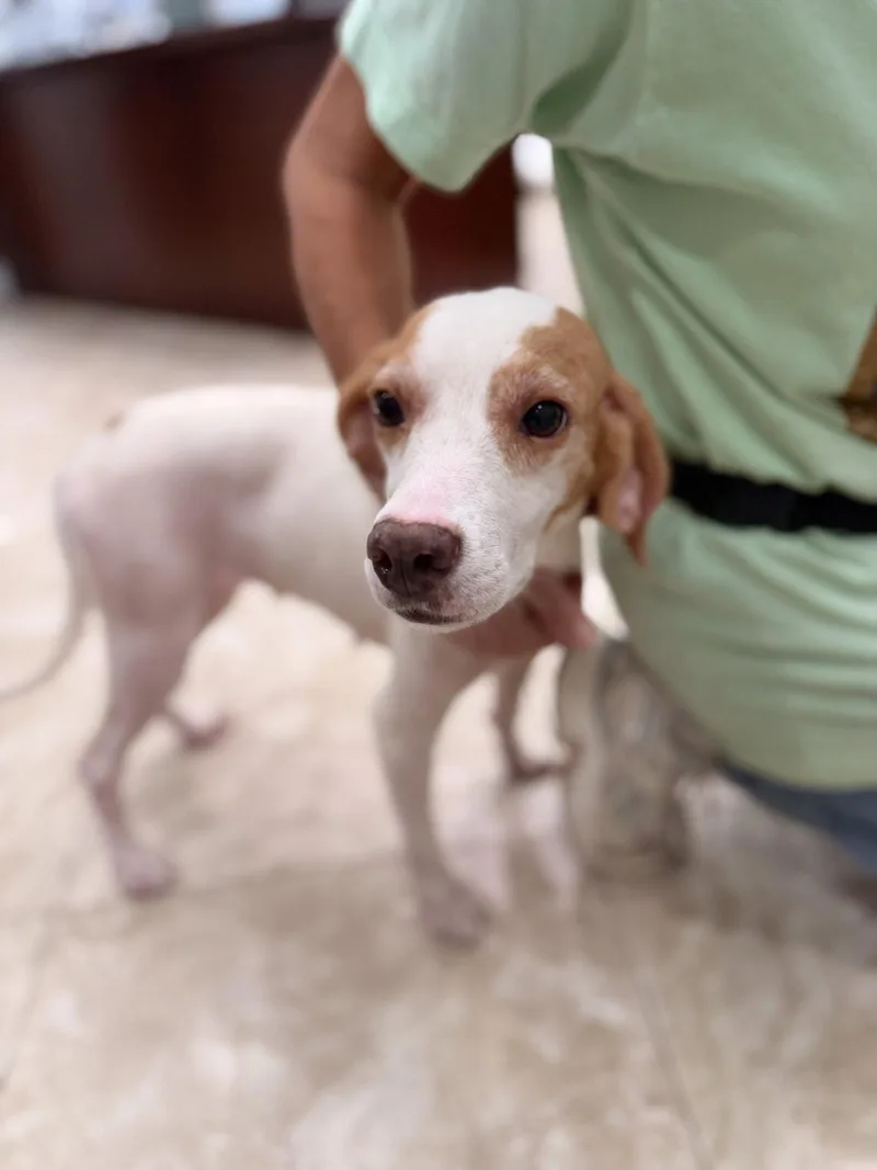 An adult medium-sized female Hound dog named Coconut for adoption in Hilton Head Island, SC