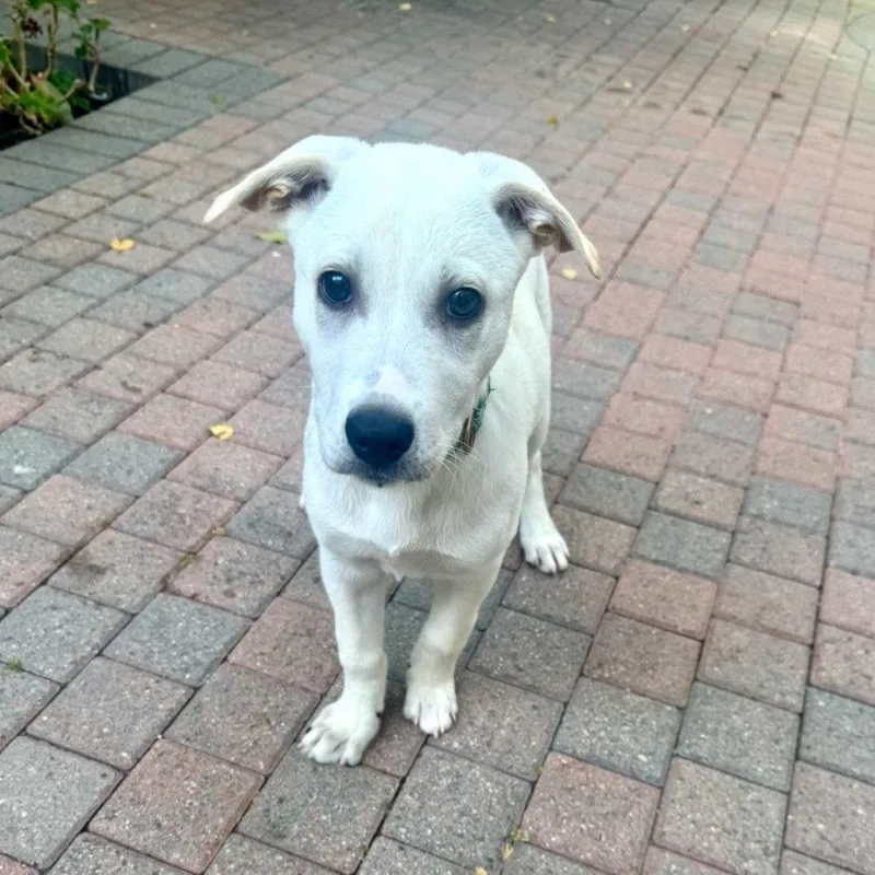 A young medium-sized female Labrador Retriever dog named Daisy for adoption in San Juan Capistrano, CA