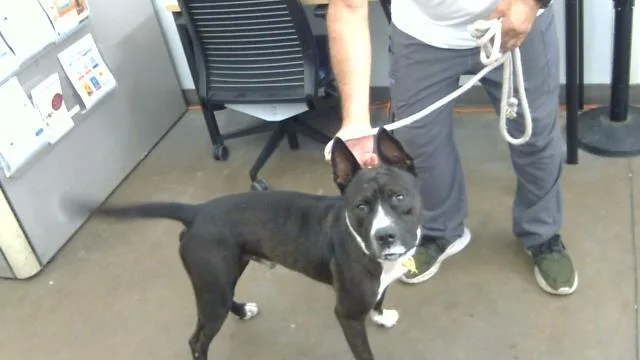 A young large-sized male Mixed Breed dog named Blacky for adoption in Dallas, TX