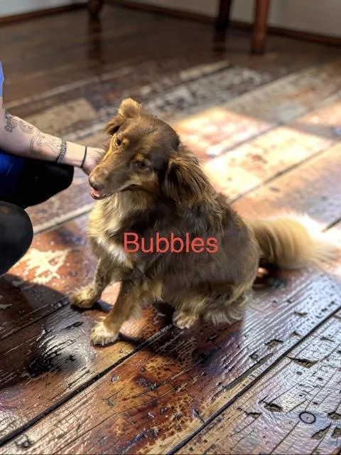 Bubbles