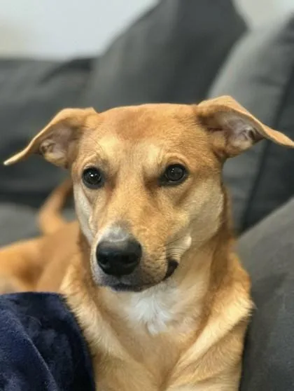 An adult medium-sized male Mixed Breed dog named Tony for adoption in Westbrook, ME