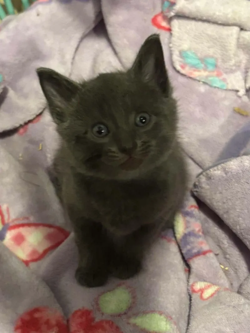 A baby medium-sized male Black Domestic Short Hair cat named Nimbus for adoption in Westfield, MA