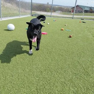 An adult large-sized male Black Akita dog named Wyatt for adoption in Liberty, MO