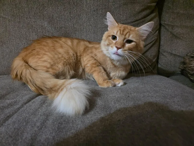 Simon