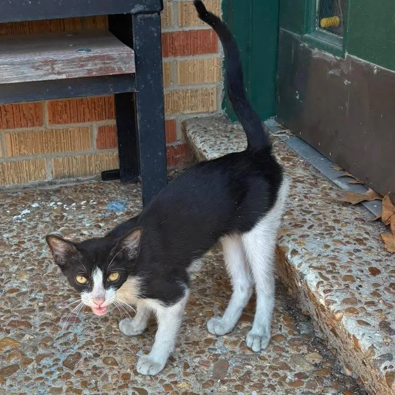 A baby medium-sized male Black Domestic Short Hair cat named Eger for adoption in Hattiesburg, MS