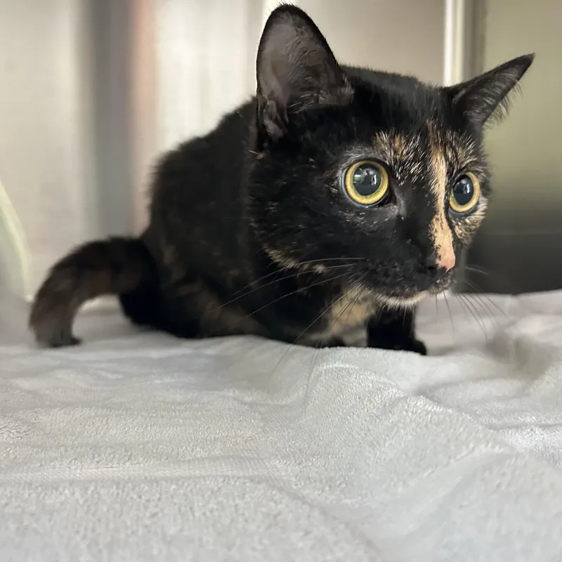 A young medium-sized female Tortoiseshell Domestic Short Hair cat named Pie for adoption in Seymour, TN