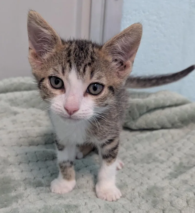 A baby small-sized male Domestic Short Hair cat named Tomato Bisque for adoption in Cape Coral, FL