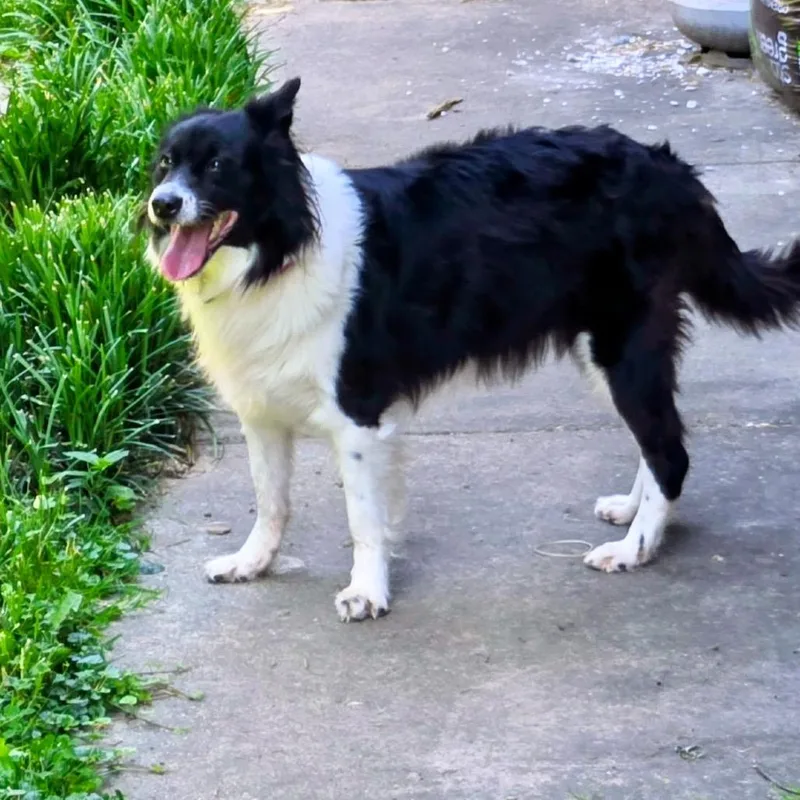 An adult medium-sized female Black Border Collie dog named Miss Pink for adoption in Rockville, MD