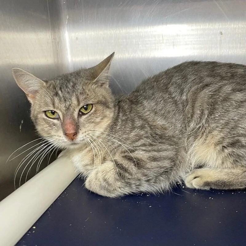 A young medium-sized female Domestic Short Hair cat named Menelaus for adoption in Roanoke, VA