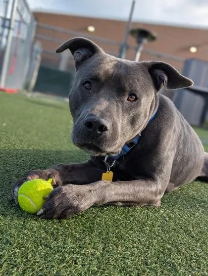 A young large-sized male Gray / Blue / Silver Pit Bull Terrier dog named Parker for adoption in Cleveland, OH
