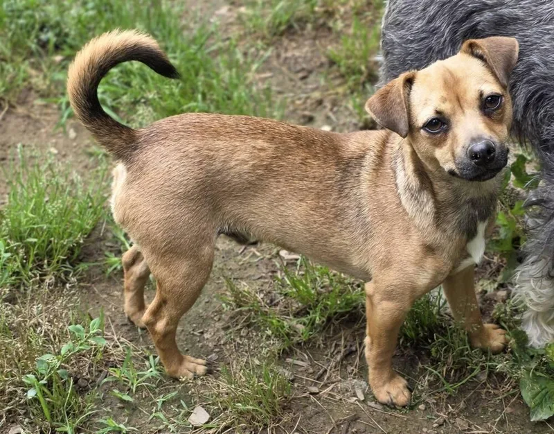 A young small-sized male Brown / Chocolate Chihuahua dog named Sun for adoption in Tunnel Hill, GA