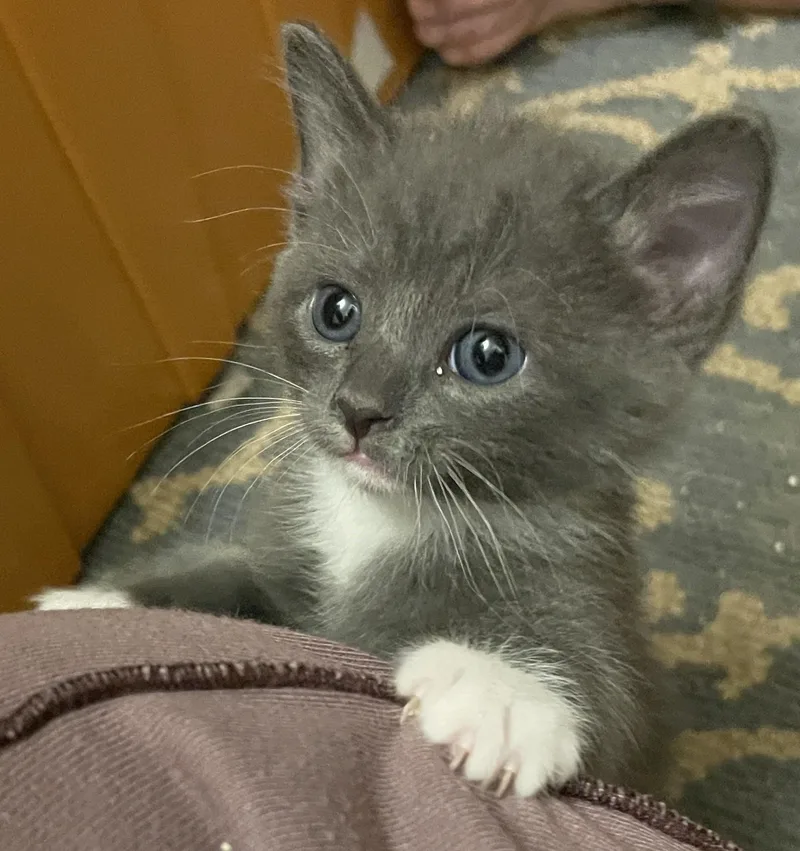 A baby medium-sized male Domestic Short Hair cat named Dizzy for adoption in Corrales, NM