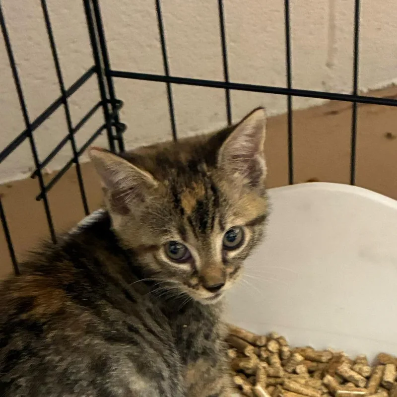 A baby small-sized female Domestic Short Hair cat named Pocus for adoption in Gadsden, AL