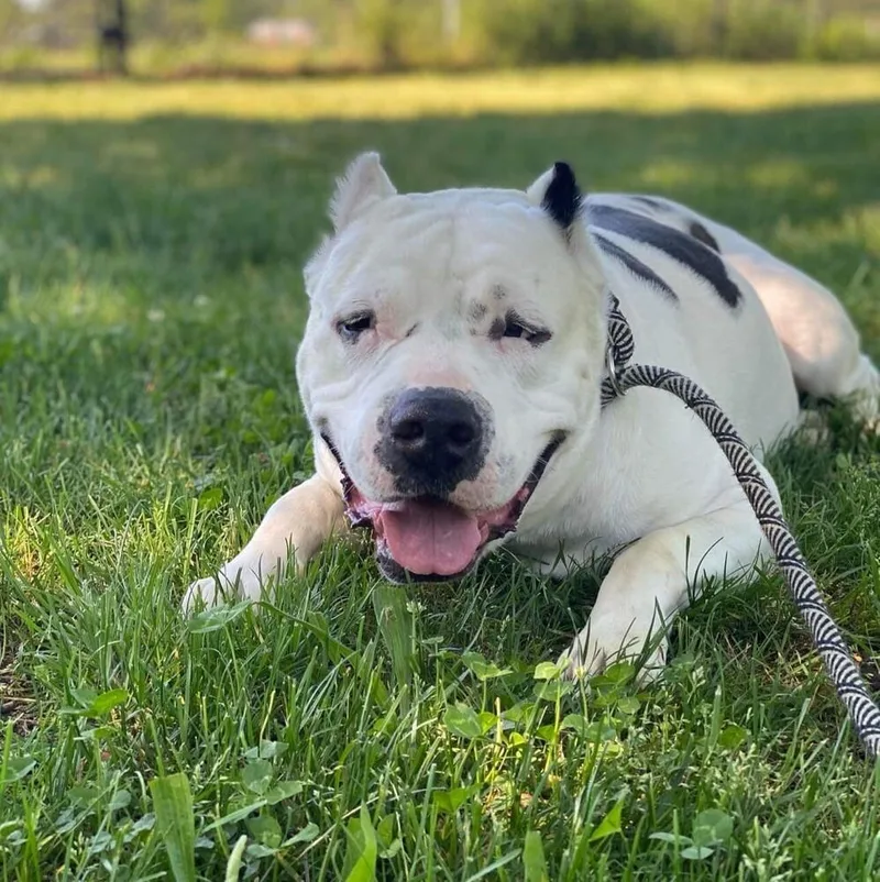 A senior large-sized male Tricolor (Brown, Black, & White) American Staffordshire Terrier dog named Burger for adoption in Long Island City, NY