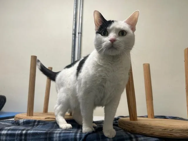 An adult medium-sized female White Domestic Short Hair cat named Sammy for adoption in Chicago, IL