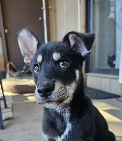 Pepito
