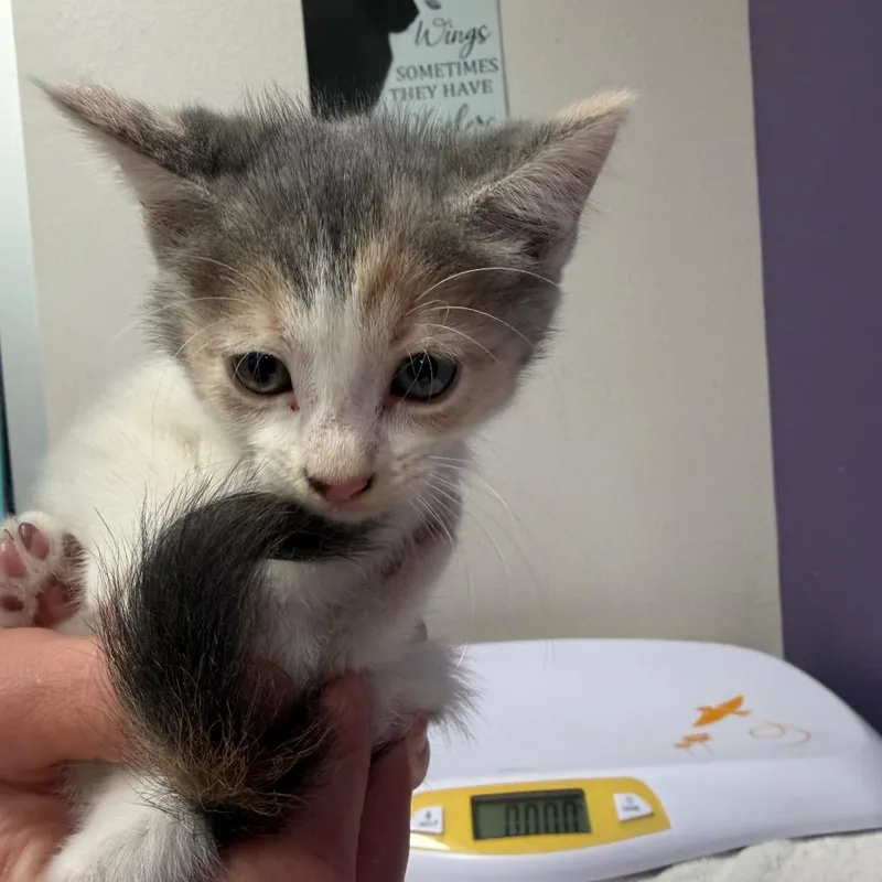 A baby small-sized female White Domestic Short Hair cat named Harley for adoption in Englewood, FL