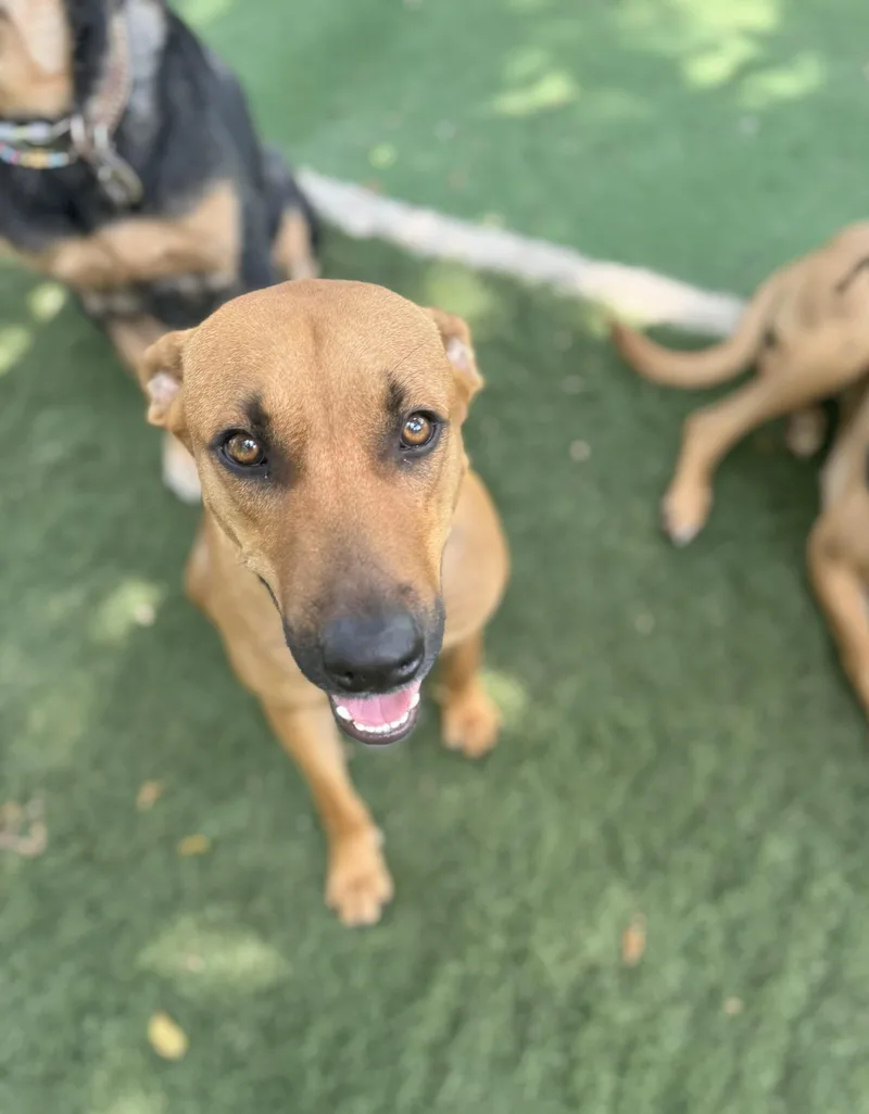 A young medium-sized male Black Mouth Cur dog named Caribbean Richie for adoption in Elgin, IL