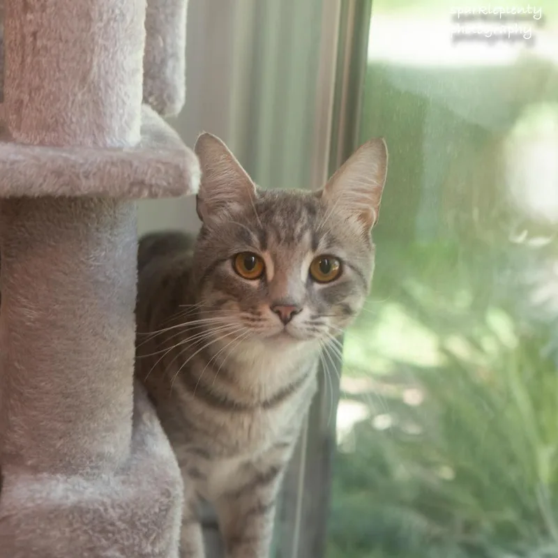 A young medium-sized male Tabby (Gray / Blue / Silver) Domestic Short Hair cat named Chance for adoption in Ridgefield, CT