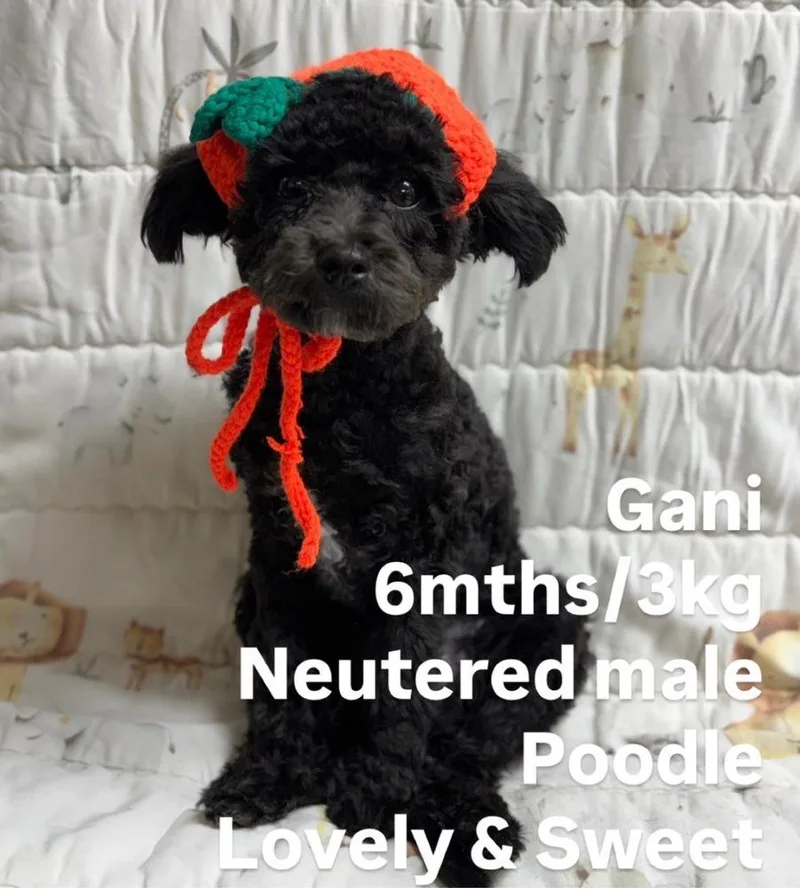 A baby small-sized male Tricolor (Brown, Black, & White) Poodle dog named Gani for adoption in Long Island City, NY