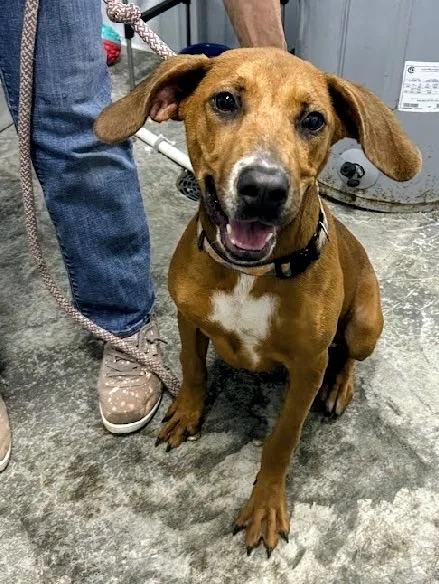 A baby medium-sized female Red / Chestnut / Orange Redbone Coonhound dog named Twix for adoption in Scottsburg, IN