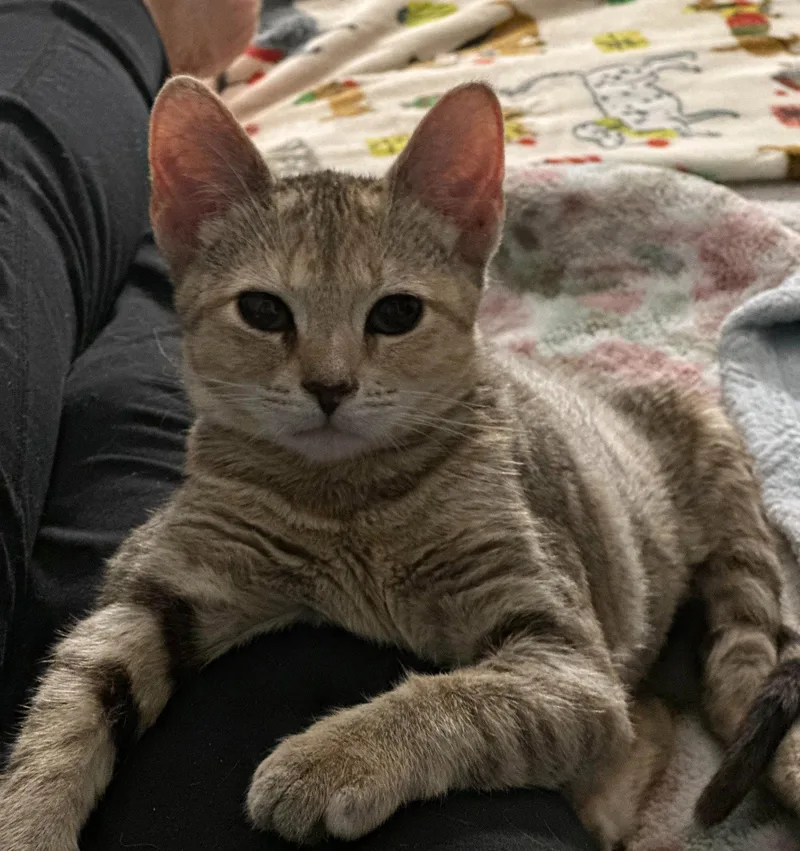 A baby medium-sized female Tabby cat named Derby for adoption in Greenville, DE