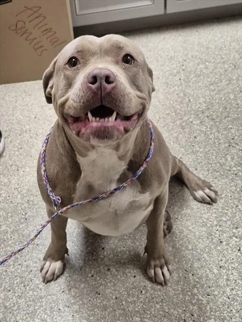 An adult extra large-sized female Pit Bull Terrier dog named Cashmere for adoption in Lodi, CA