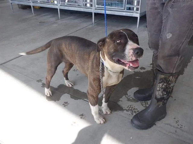 An adult large-sized female Pit Bull Terrier dog named Shelby for adoption in Oroville, CA