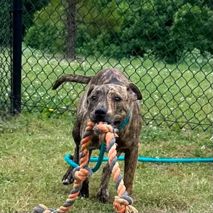 A baby large-sized male Pit Bull Terrier dog named Tank for adoption in Springdale, AR