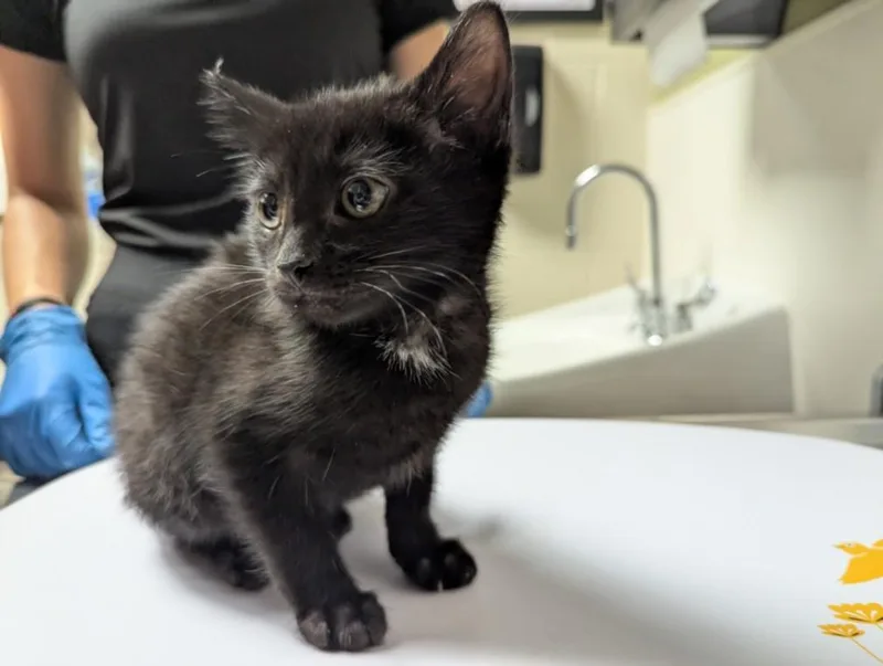 A baby small-sized male Domestic Short Hair cat named Hank for adoption in Chapel Hill, NC