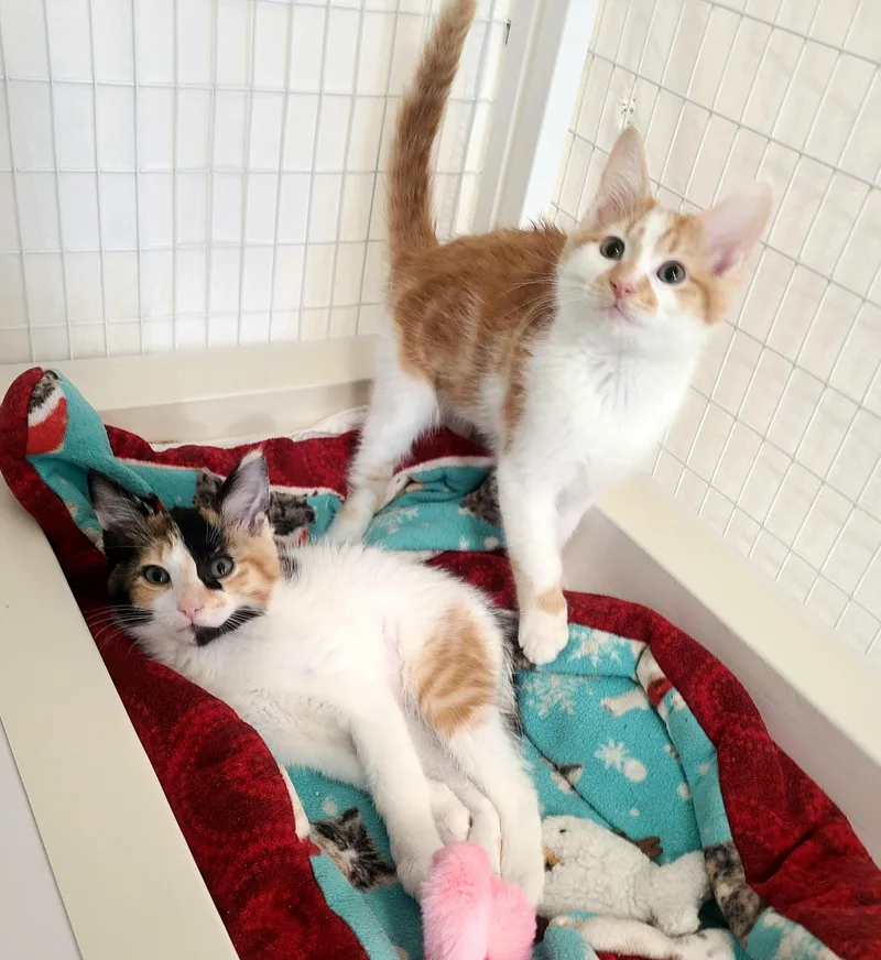 A baby medium-sized female Calico Domestic Short Hair cat named Anchovy & Sardine for adoption in Kirkland, WA