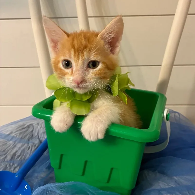 A baby small-sized male Orange / Red Domestic Short Hair cat named Bandit for adoption in Evansville, IN