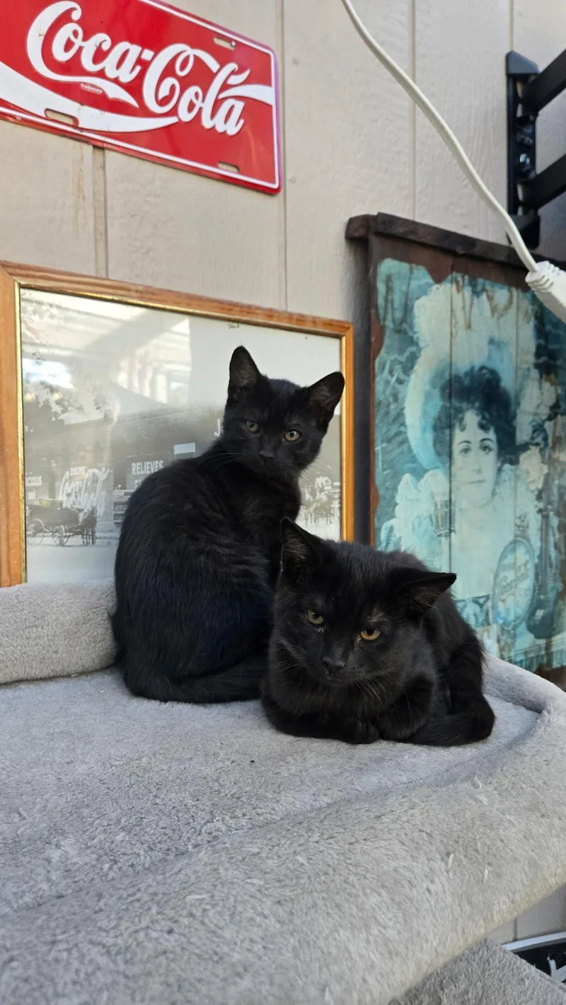 A baby medium-sized male Black Domestic Short Hair cat named Raven for adoption in Walnut Creek, CA