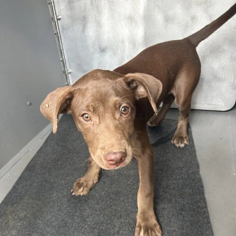 A baby small-sized female Brown / Chocolate Pit Bull Terrier dog named Sandy Cheeks for adoption in Greensboro, NC