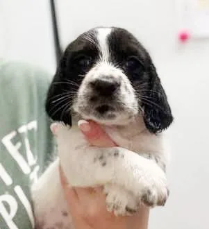 Toby Is A Tiny thumbnail 4