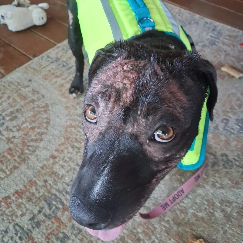 A young medium-sized female Black Mixed Breed dog named Zendaya K for adoption in Union, MO