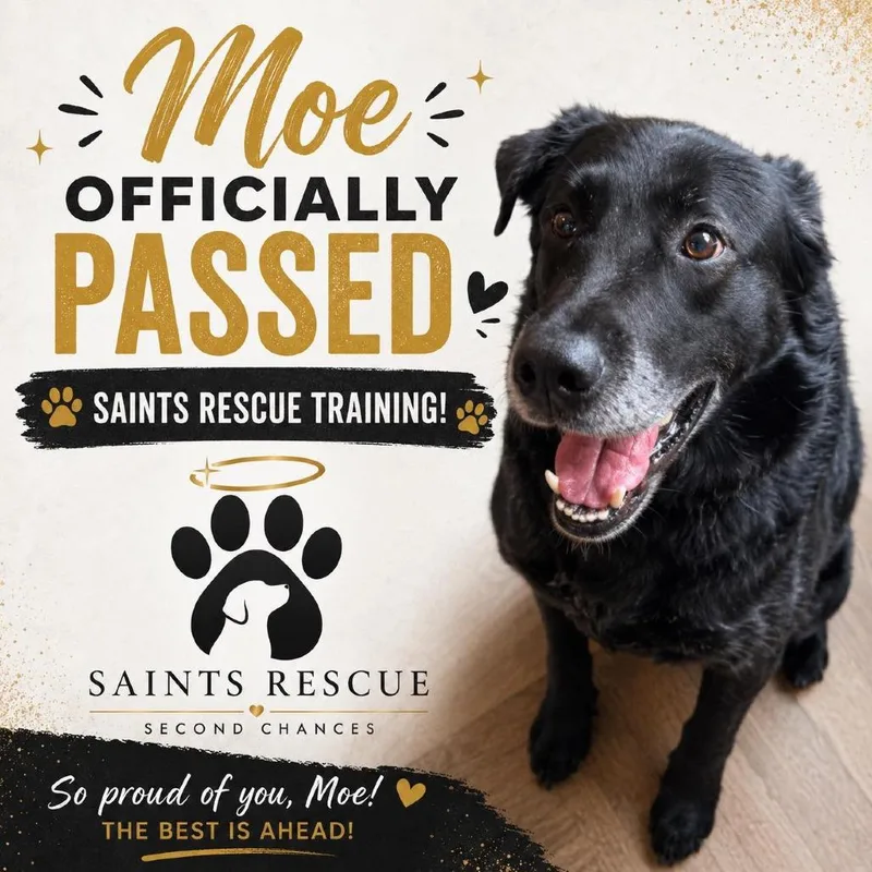 A senior medium-sized male Black Labrador Retriever dog named Moe for adoption in Weirton, WV