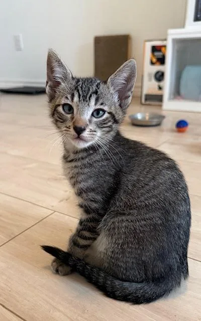 A young medium-sized male Domestic Short Hair cat named Morgan for adoption in San Antonio, TX